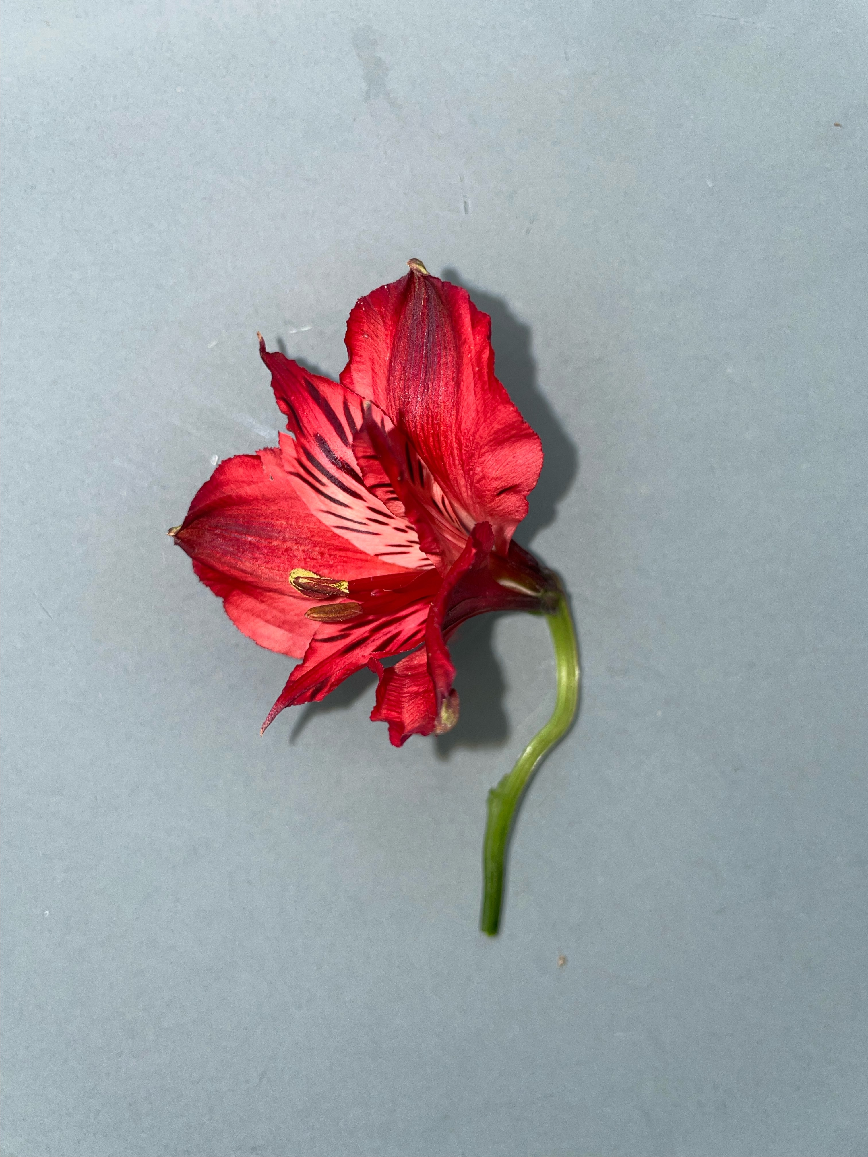 Red Alstroemeria